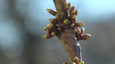Tiny buds of apricot fruit tree growing on branch and shaking in light wind. Sunlight illuminates garden with blooming apricot fruit tree
