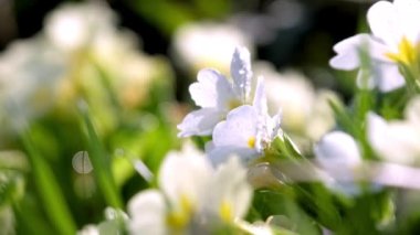 Primroses swaying in light wind and growing on flowerbed illuminated by bright sunlight. Dew settled on white petals of primula vulgaris