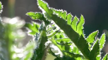 Leaves of cirsium arvense sway in light wind and grow on illuminated garden bed. Artichoke interferes plants growing on garden bed