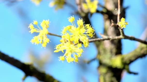 Glowing Petals Blunt Lobed Spice Bush Swinging Light Wind Clean — Video
