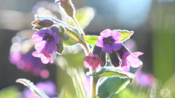 プルモナリオフィナリスの紫色の花弁は 照らされた花壇で成長し 明るい太陽のために達します マゼンタの花は魔法の美しさで訪問者を魅了します — ストック動画