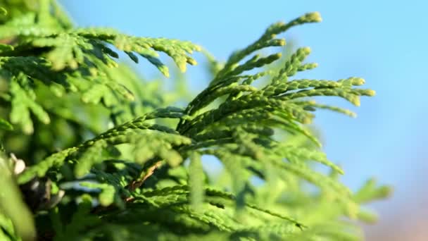 Green Foliage White Cedar Stands Clean Blue Sky Sunny Garden — Stock videók