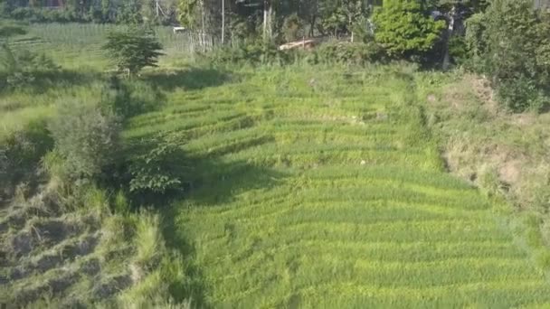 エラの晴れた日に緑豊かな熱帯雨林で栽培される米の段々畑 島の鬱蒼とした植生と緑 スリランカの空の景色 — ストック動画