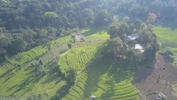 엘라의 지역에는 계단식논 농경지가 있었습니다 열대림 상공에 둘러싸인 농장들 — 비디오