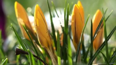 Yeşil yapraklı güzel turuncu bahar çiçekleri. Mevsimlik timsahlar güneşli parkta yetişir. Bulanık arkaplandaki ilk çuha çiçekleri aşırı yakın plan