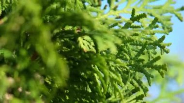 Güneşli bahçede açık mavi gökyüzüne karşı yeşil sedir yaprakları. Evergreen kozalaklı ağaç meyve bahçesinde parlak güneş ışığıyla aydınlatılır.