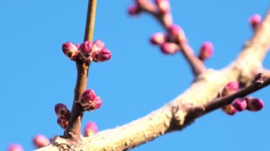 Sakura tomurcukları ağaç dallarında yetişir ve parlak güneşe uzanır. Güneş ışığı, ağaç dallarını ve bahçesini mavi gökyüzüne karşı bitkilerle aydınlatır.