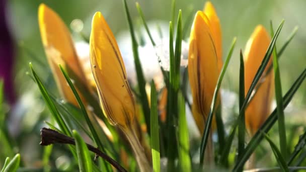 緑の葉に雪のある美しいオレンジ色の春の花 日当たりの良い公園では季節のクロッカスが成長します 背景のぼやけた極端なクローズアップでの初期の桜草 — ストック動画