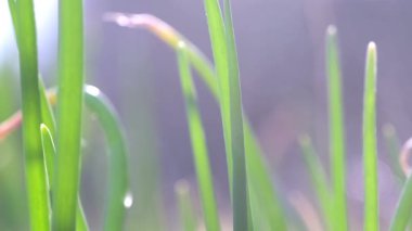 Yalnız yeşil sarımsak sapları bahçe yatağında yetişir ve hafif rüzgarda sallanır. Güneş ışığıyla aydınlatılan yeşil bitki bulanık bahçeye doğru büyüyor.