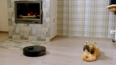 Kabarık tüylü köpek plastik zeminde robot elektrik süpürgesinin yanında dinleniyor. Şirin hayvan modern şömineli oturma odasında oturuyor.
