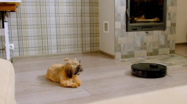 Şirin kabarık tüylü köpek, kapatılan elektrikli süpürgenin yanında, lamine zeminde oturuyor. Evcil hayvan yanan şömineyle oturma odasında yürüyor.