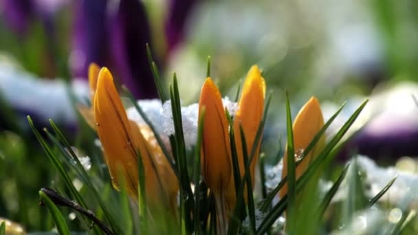 Jasnopomarańczowe Pierwiosnki Przebijają Się Przez Biały Śnieg Wczesną Wiosną Krokusy — Wideo stockowe