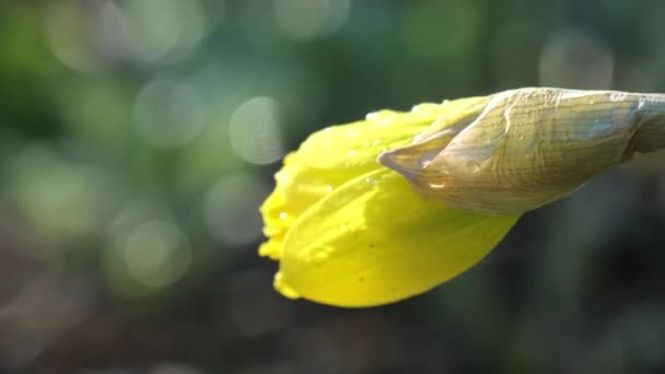 黄色的水仙花在阳光照耀的花园里迎风摇曳 黄色的花瓣绽放着嫩芽 尽量伸出手去晒太阳 — 图库视频影像