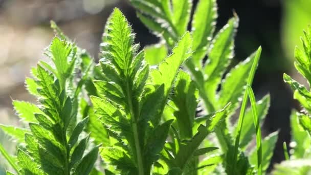 Artichoke Illuminated Bright Sunlight Sways Light Wind Interferes Plants Grow — Stock Video