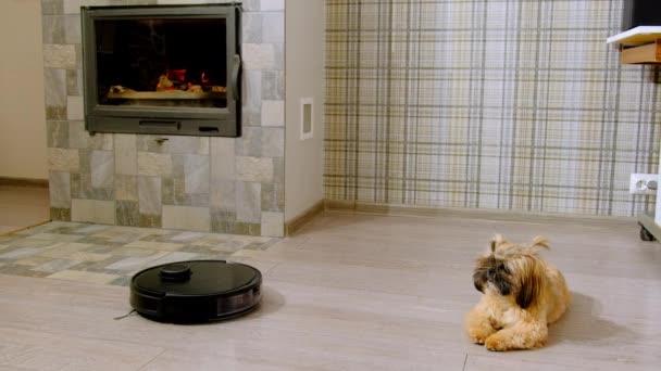 Flauschiger Hund Entspannt Auf Laminatboden Neben Ausgeschaltetem Staubsaugerroboter Niedliches Tier — Stockvideo