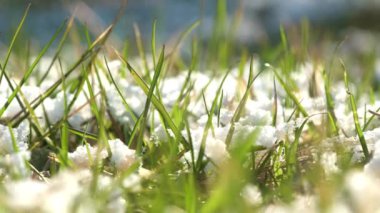 Yeşil çimenler kısmen yeni yağmış karla kaplı. Ormandaki yapraklar bulanık arka planda yetişir. İlkbaharın başlarında aşırı yakın plan.