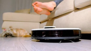 Modern robot elektrikli süpürge oturma odasının zeminini temizliyor. Kabarık tüylü köpek, bir kadının yanında uyuyor. Kanepede dinleniyor.