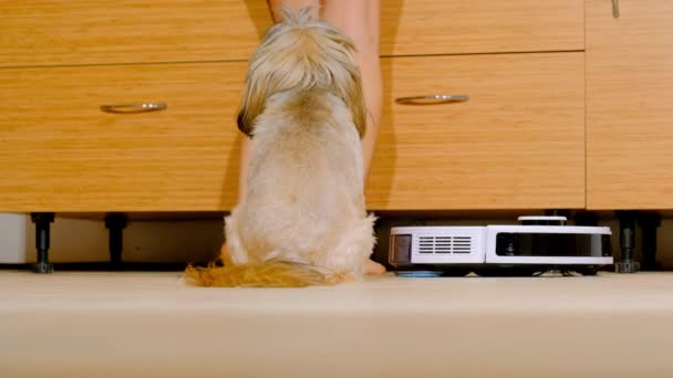 ふわふわの犬の友人の近くのカウンターには料理で忙しい裸足の女性が立っています キッチン近景のロボット掃除機ラミネートフロア — ストック動画