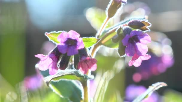 プルモナリアの公式花びらは 光の風に揺れると明るい太陽のために到達しようとします 太陽に照らされた花壇に紫色の花を咲かせます — ストック動画