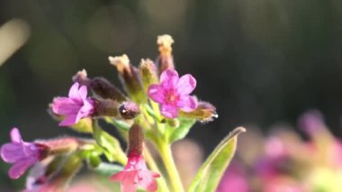 Pulmonaria officinalis 'in mor yaprakları güneşe uzanan yeşil sapta yetişir. Çiçekler farklı bitkilerle dolu büyük bir bahçede yetişir.