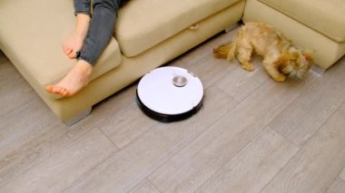 Kadın oturma odasında kanepede oturup dinleniyor. Robot elektrikli süpürge kabarık köpeciğin yanındaki lamine zeminde çalışır ve evde uyumaya çalışır.