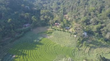Ella 'da tropikal ormanlarla çevrili basamaklı pirinç terasları olan büyük bir çiftlik. Egzotik Sri Lanka hava manzaralı vahşi doğa ve tarım