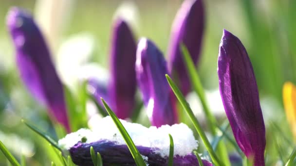 日当たりの良い公園の緑の葉に雪のある美しい紫色の塊 草丈の低い植物は背景がぼやけて早春に咲くマクロ — ストック動画