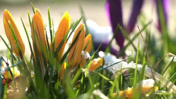 日当たりの良い庭では橙色や紫色の春の花を咲かせます 緑豊かな葉を持つ早生株が背景のぼやけた極端な近景に咲く — ストック動画