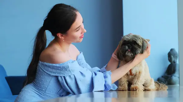 Young woman pets shih tzu dog and smiles during break. Pet sitting on table in company resting premise near woman in blue dress