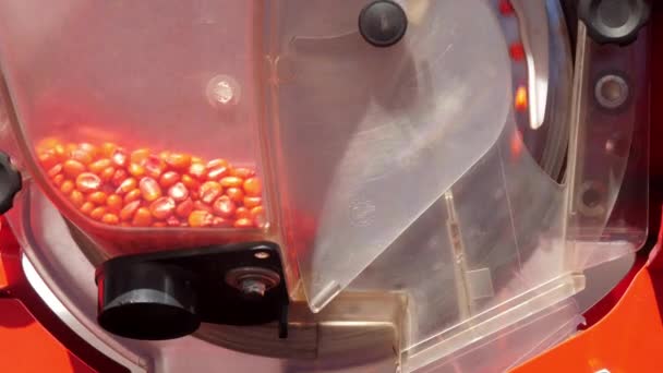 シードソーターは ワークショップのクローズビューで乾いたトウモロコシ粒で動作します 製品を処理するための自動装置 農業機械発表 — ストック動画