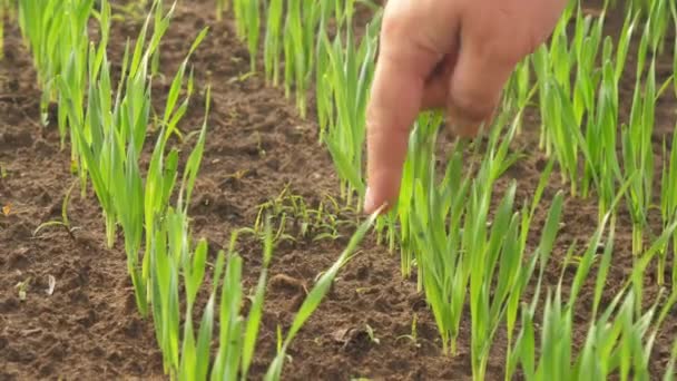 Skilled Agrarian Shows Distance Wheat Rows Field Closeup Principles Successful — Stock Video