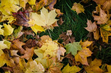 Texture of fallen yellow leaves lying on damp green grass. 