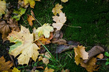 Fallen autumn leaves lie on the damp green moss in the forest.  