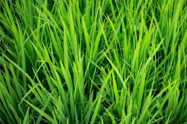 Green fields of rice, close-up.