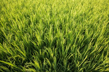 Green fields of rice, close-up in sunlight.