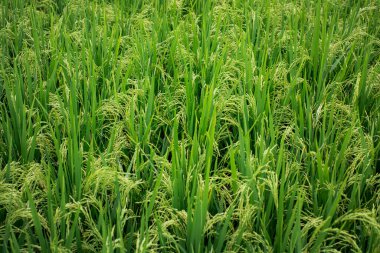 The texture of Balinese green rice fields.