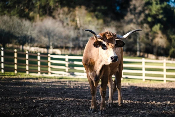 公牛在牧场里用钢笔吃草 葡萄牙波尔图 — 图库照片