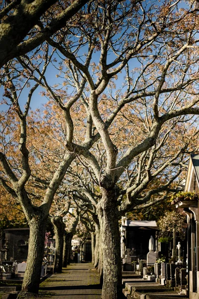 Аллея Старом Кладбище Португалия — стоковое фото