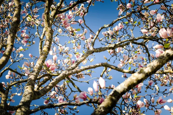 Zweige Einer Blühenden Magnolie Vor Blauem Himmel — Stockfoto