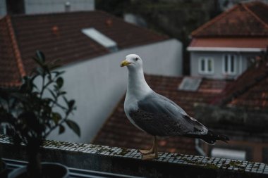 Bir martı pencere eşiğinde oturur. Yakın plan. Portekiz.