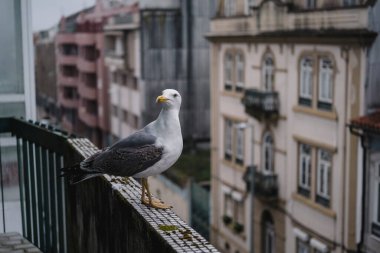 Balkonda bir martı oturuyor. Portekiz.