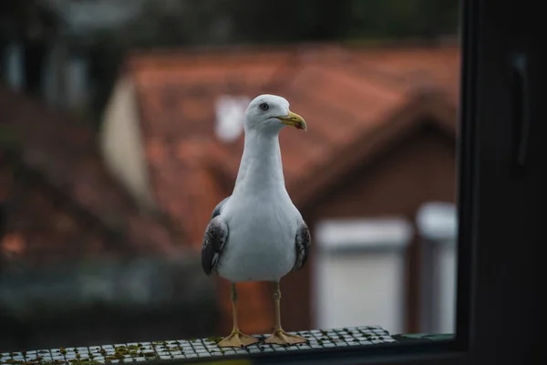 Seagull Sits Window Sill Close — Stock Photo, Image
