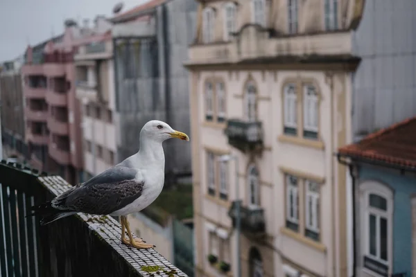 Eine Möwe Sitzt Auf Dem Balkon Porto Portugal — Stockfoto