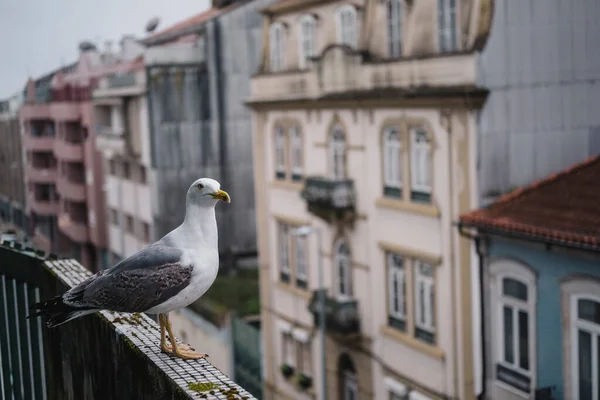 Чайка Сидить Балконі Зблизька Португалія — стокове фото