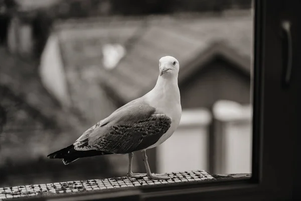 Eine Möwe Sitzt Auf Einem Fensterbrett Nahaufnahme Schwarz Weiß Foto — Stockfoto