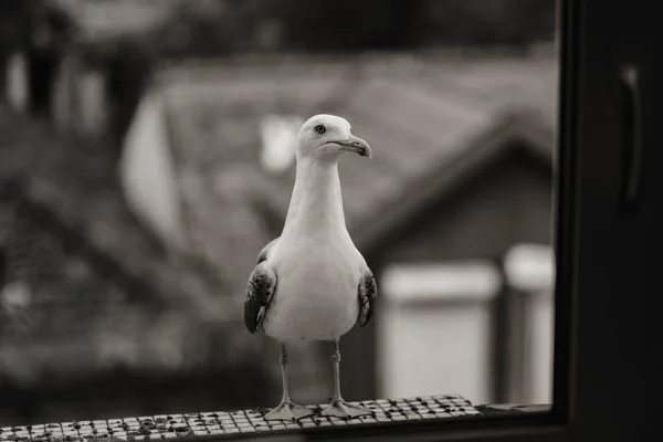 Seagull Sits Window Sill Black White Photo — Stock Photo, Image