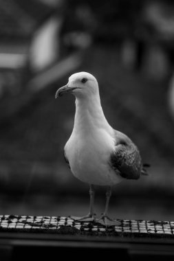 Bir martı pencere eşiğinde oturur. Siyah beyaz fotoğraf.