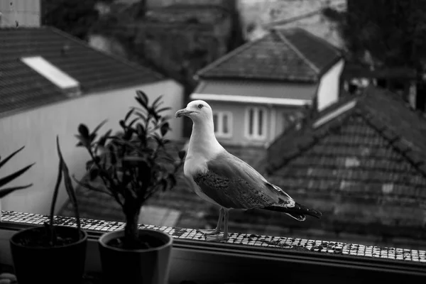 Eine Möwe Sitzt Auf Einem Fensterbrett Schwarz Weiß Foto — Stockfoto