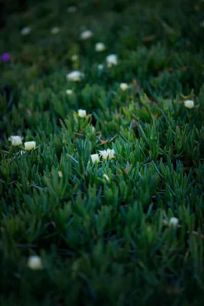 Bílé Květy Carpobrotus Šťavnatými Listy Pobřeží Atlantiku — Stock fotografie