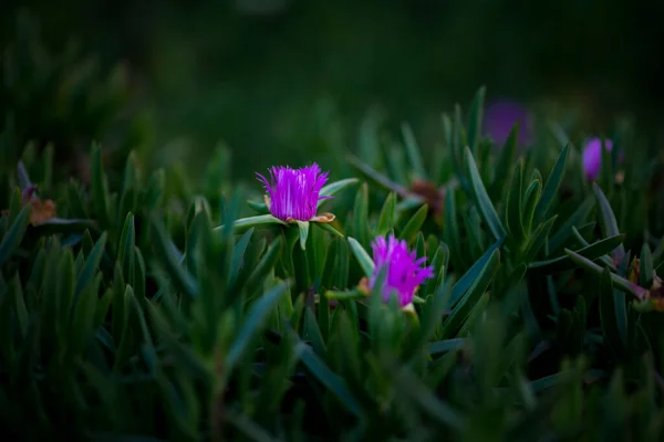 stock image Lilac flowers Carpobrotus with succulent leaves. 